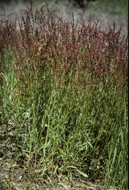 APII jpeg image of Rumex acetosella  © contact APII