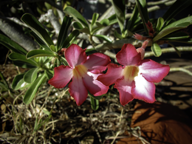 APII jpeg image of Adenium multiflorum  © contact APII