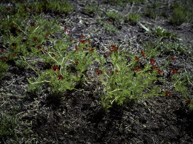 APII jpeg image of Adonis microcarpa  © contact APII