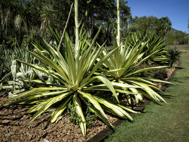 APII jpeg image of Agave americana  © contact APII