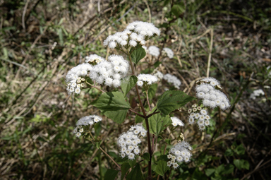 APII jpeg image of Ageratina adenophora  © contact APII