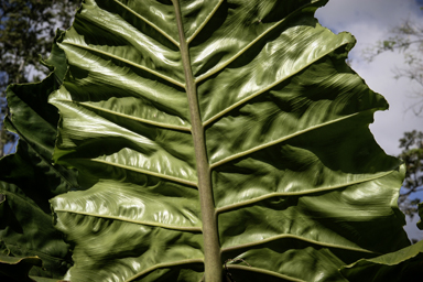 APII jpeg image of Alocasia macrorrhizos  © contact APII