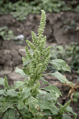 APII jpeg image of Amaranthus hybridus  © contact APII