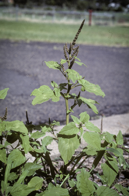 APII jpeg image of Amaranthus viridis  © contact APII