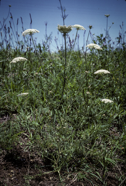 APII jpeg image of Ammi majus  © contact APII