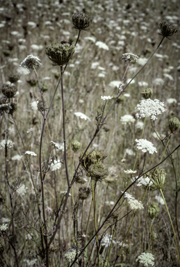 APII jpeg image of Ammi majus  © contact APII