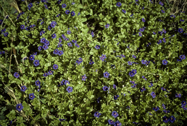 APII jpeg image of Lysimachia arvensis subsp. caerulea  © contact APII