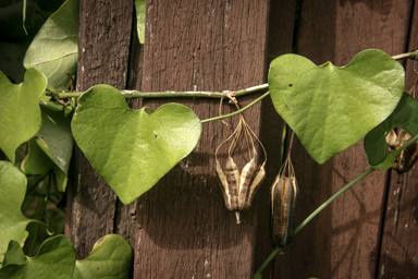 APII jpeg image of Aristolochia elegans  © contact APII