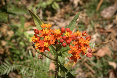 APII jpeg image of Asclepias curassavica  © contact APII