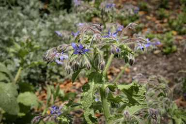 APII jpeg image of Borago officinalis  © contact APII