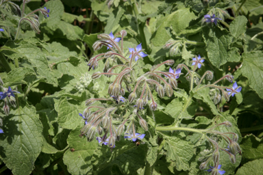 APII jpeg image of Borago officinalis  © contact APII