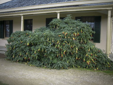 APII jpeg image of Brugmansia sanguinea  © contact APII