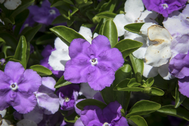 APII jpeg image of Brunfelsia uniflora  © contact APII