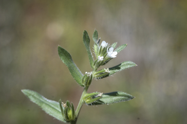 APII jpeg image of Buglossoides arvensis  © contact APII