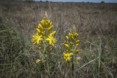 APII jpeg image of Bulbine bulbosa  © contact APII