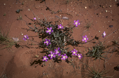 APII jpeg image of Calandrinia balonensis  © contact APII