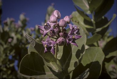 APII jpeg image of Calotropis gigantea  © contact APII