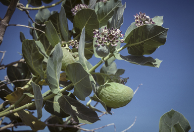 APII jpeg image of Calotropis procera  © contact APII