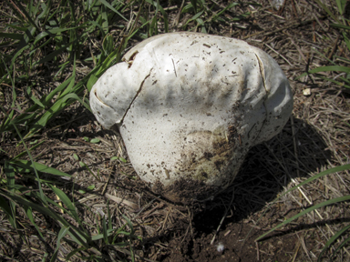 APII jpeg image of Calvatia gigantea  © contact APII