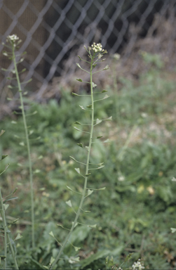 APII jpeg image of Capsella bursa-pastoris  © contact APII