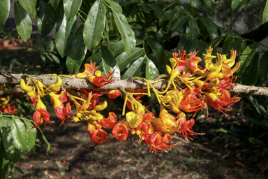 APII jpeg image of Castanospermum australe  © contact APII