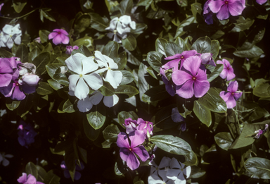 APII jpeg image of Catharanthus roseus  © contact APII