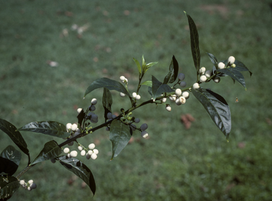 APII jpeg image of Cestrum nocturnum  © contact APII