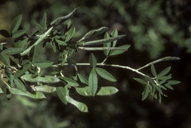 APII jpeg image of Chamaecytisus palmensis  © contact APII