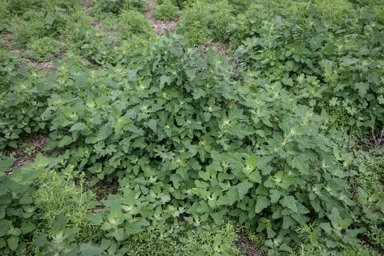 APII jpeg image of Chenopodium album  © contact APII