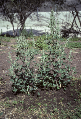 APII jpeg image of Chenopodium album  © contact APII