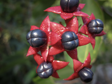 APII jpeg image of Clerodendrum floribundum  © contact APII