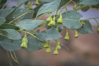 APII jpeg image of Codonocarpus cotinifolius  © contact APII