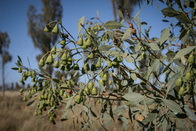 APII jpeg image of Codonocarpus cotinifolius  © contact APII