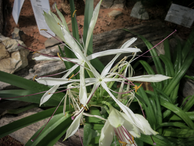 APII jpeg image of Crinum angustifolium  © contact APII