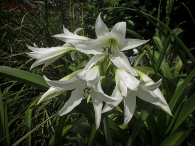 APII jpeg image of Crinum x powellii  © contact APII