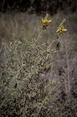 APII jpeg image of Crotalaria aridicola subsp. aridicola  © contact APII