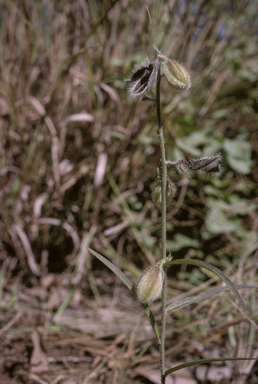 APII jpeg image of Crotalaria calycina  © contact APII