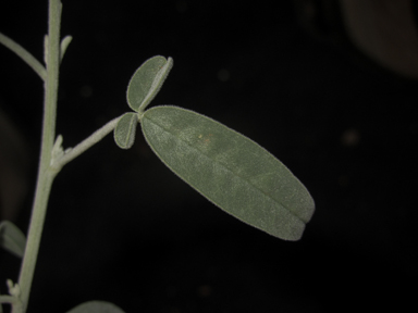 APII jpeg image of Crotalaria eremaea subsp. eremaea  © contact APII