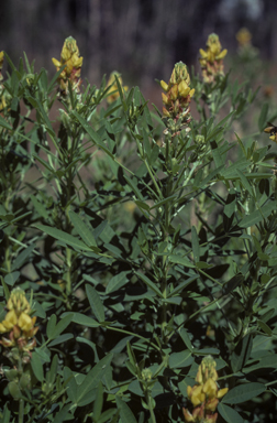 APII jpeg image of Crotalaria goreensis  © contact APII