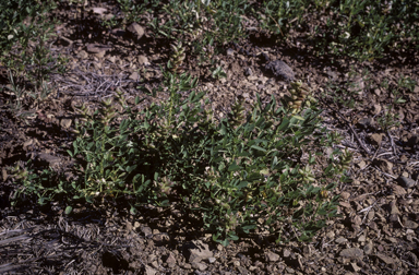 APII jpeg image of Crotalaria goreensis  © contact APII