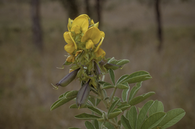 APII jpeg image of Crotalaria grahamiana  © contact APII