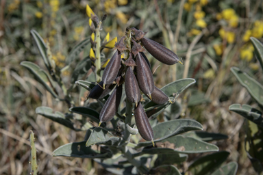 APII jpeg image of Crotalaria novae-hollandiae  © contact APII