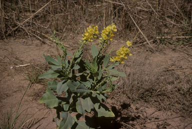 APII jpeg image of Crotalaria novae-hollandiae subsp. crassipes  © contact APII