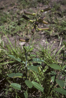 APII jpeg image of Crotalaria retusa  © contact APII