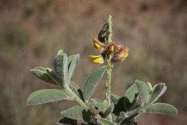 APII jpeg image of Crotalaria smithiana  © contact APII