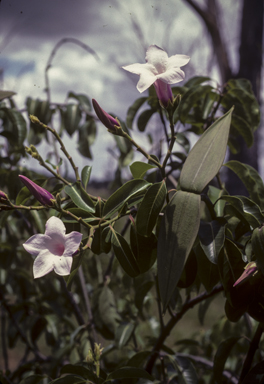 APII jpeg image of Cryptostegia grandiflora  © contact APII