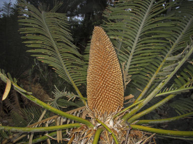 APII jpeg image of Cycas basaltica  © contact APII