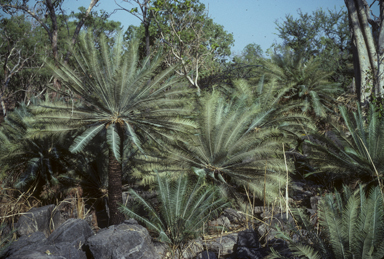 APII jpeg image of Cycas calcicola  © contact APII