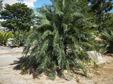 APII jpeg image of Cycas media subsp. ensata  © contact APII