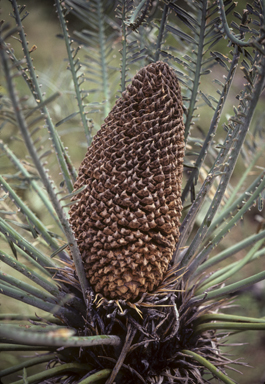 APII jpeg image of Cycas megacarpa  © contact APII